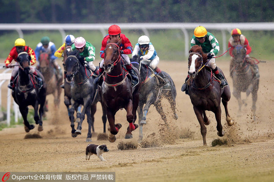 萌犬乱入赛马场 横穿“马”路仓皇逃生(2) 第2页