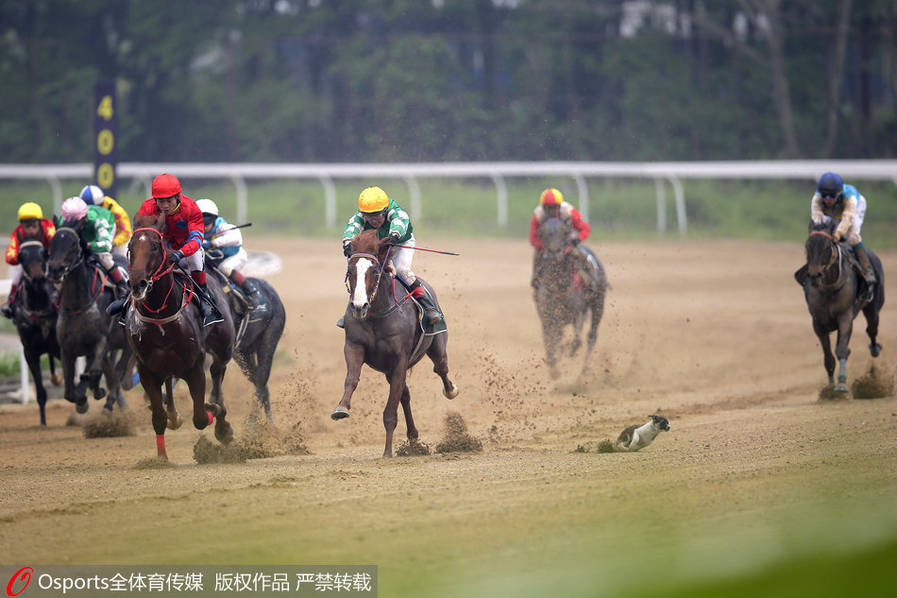 萌犬乱入赛马场 横穿“马”路仓皇逃生(4) 第4页