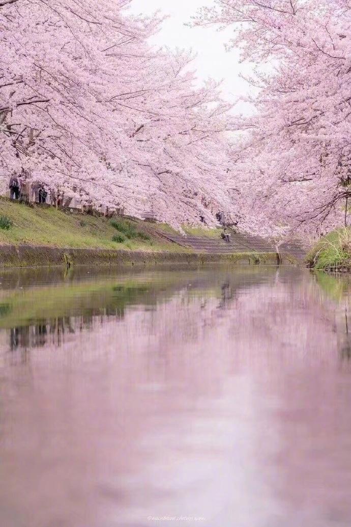 日本奈良旅游樱花风景摄影图片:樱花散落的