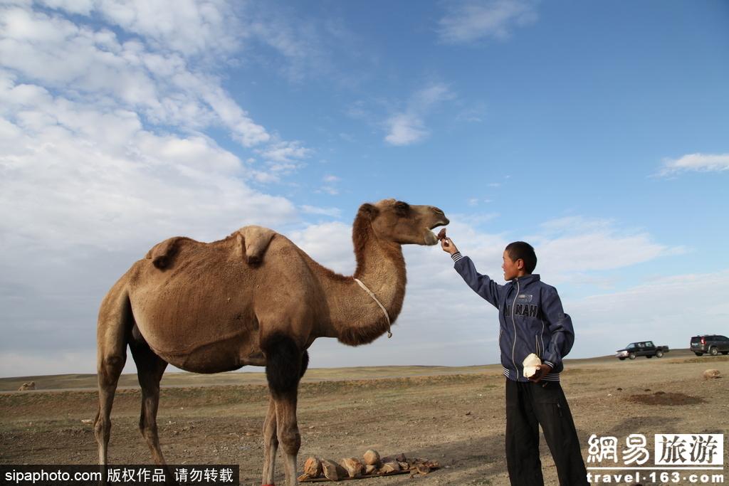 骆驼奶供不应求 探访新疆哈萨克族的牧驼人 第1页