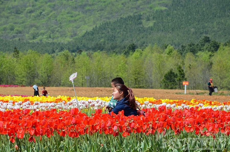 五一合肥市民去哪赏花？ 巢湖半汤郁金香仍妖娆绽放邀您去赏(3) 第3页