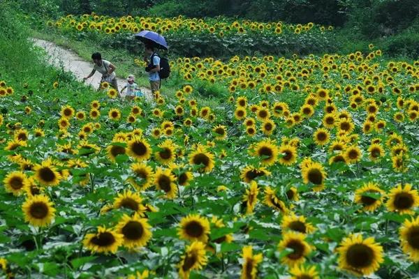 北漂20年后 他用这座小院安放乡愁(34) 第34页