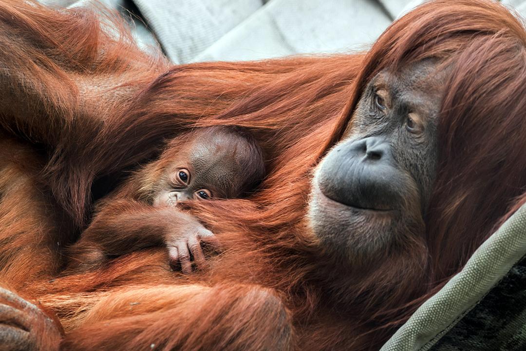 这只珍稀的雄性苏门答腊猩猩是今年3月4日在巴塞尔动物园出生的,它的