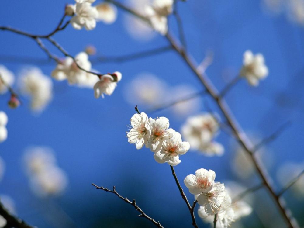 春天满树梨花唯美风景高清壁纸
