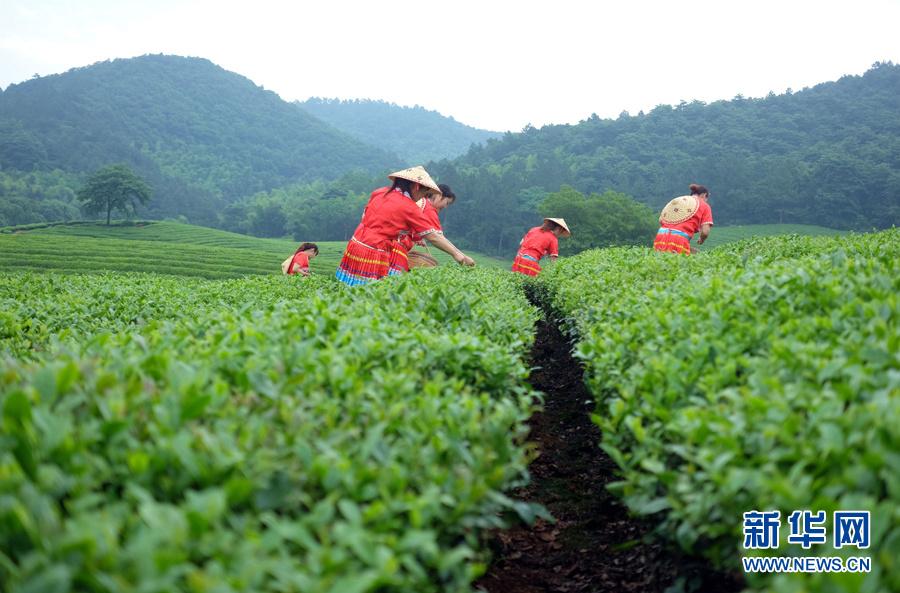 皖南名茶：清香自田间浮 第1页