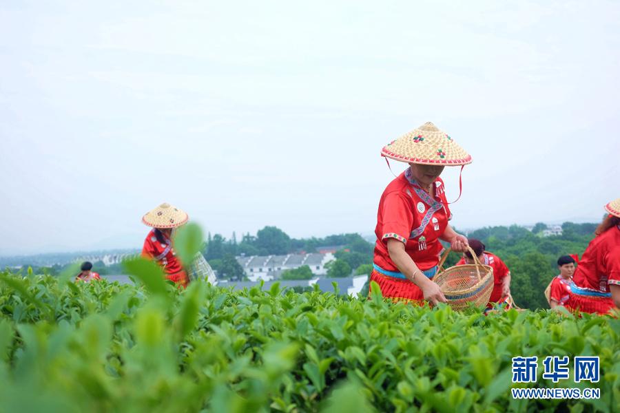 皖南名茶：清香自田间浮(3) 第3页