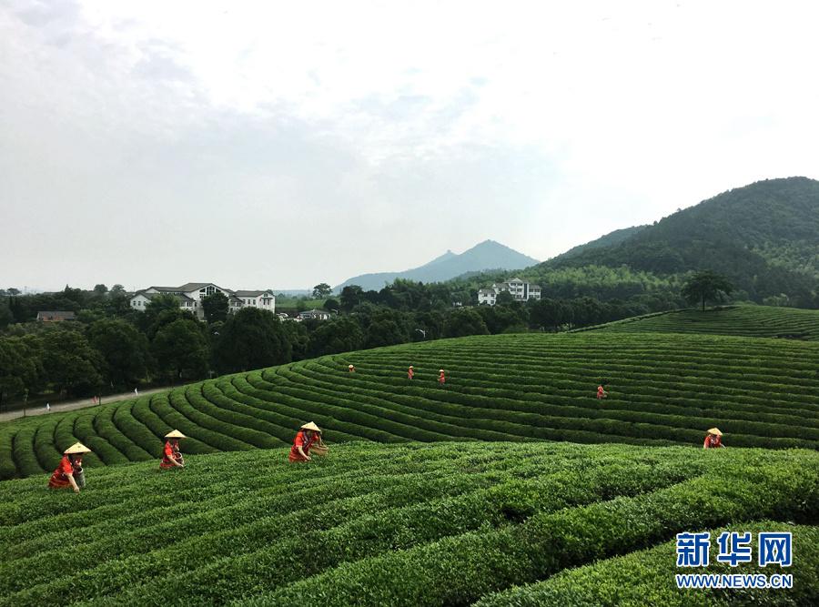 皖南名茶：清香自田间浮(4) 第4页