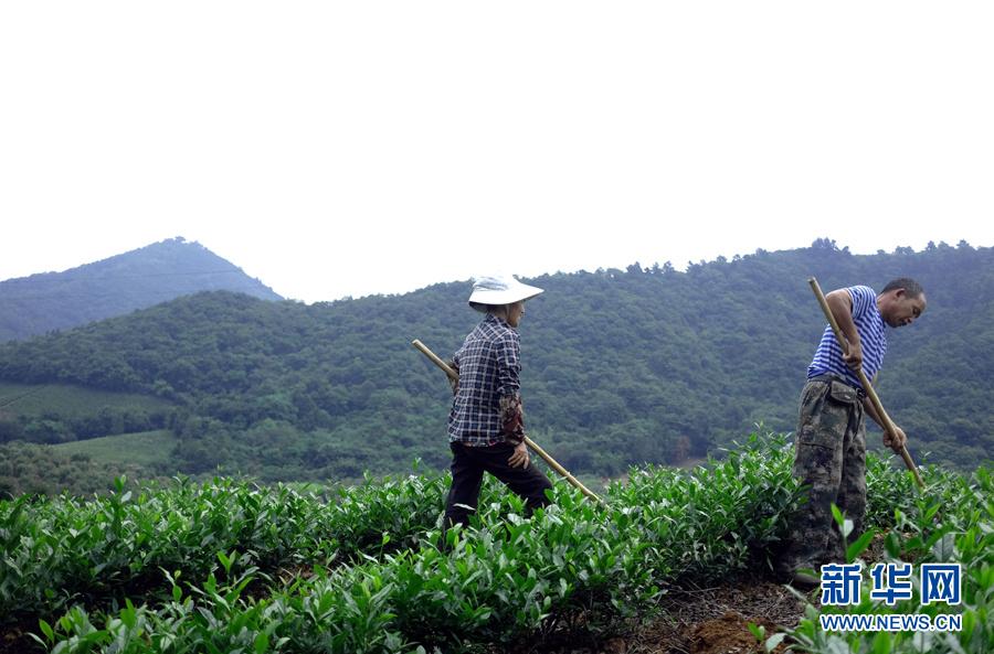 皖南名茶：清香自田间浮(8) 第8页