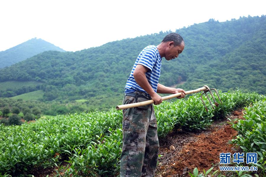 皖南名茶：清香自田间浮(9) 第9页