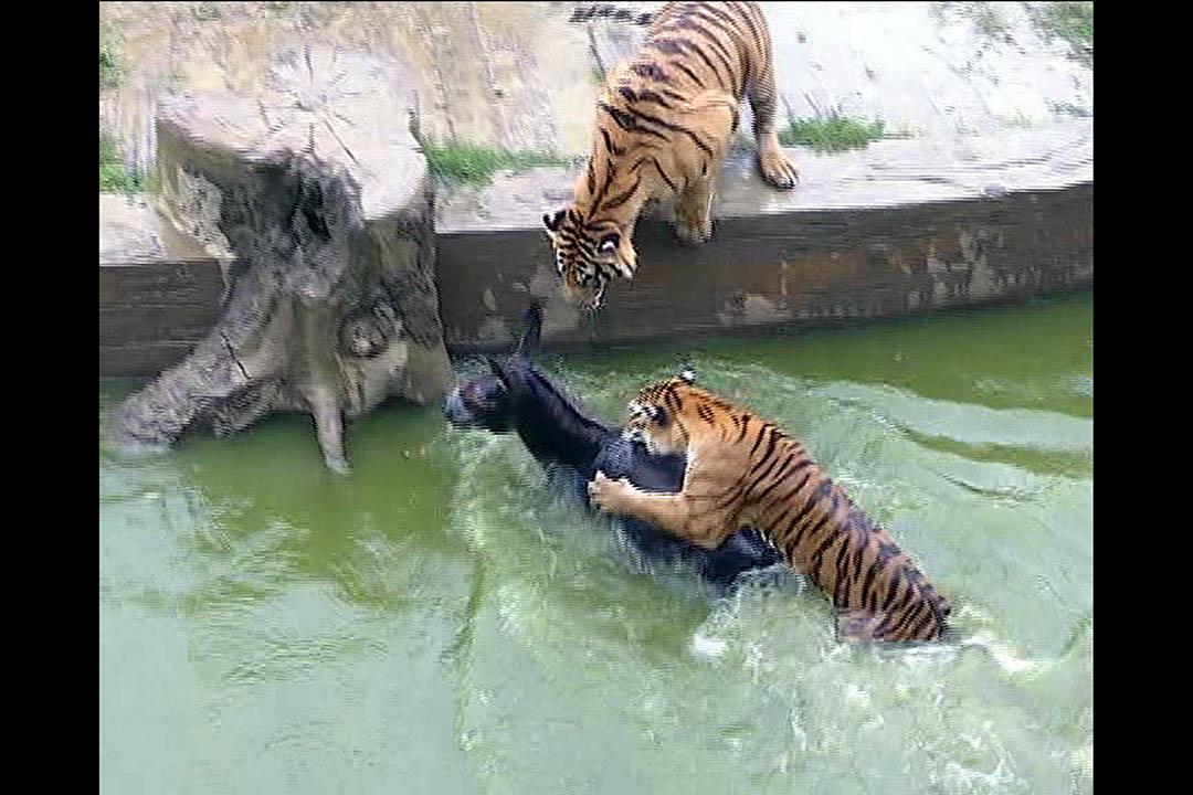 2017年6月6日报道,凶猛的老虎喜欢生吃小动物.
