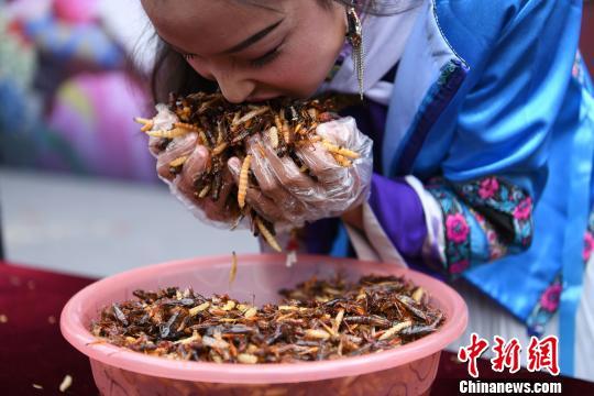 游客丽江狂吃2斤油炸昆虫后赢得金条 第1页