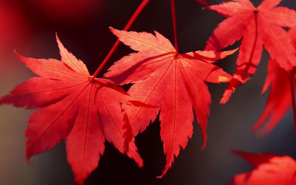 秋天红叶美景桌面壁纸