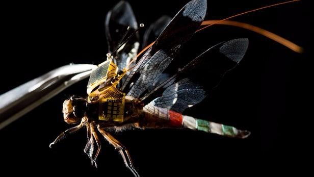 蜻蜓变身微型无人机 动物“强化”引争议(4) 第4页