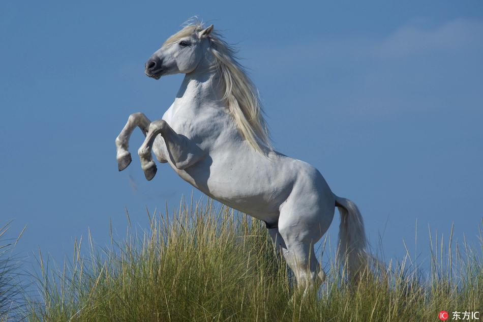 自由奔跑在普罗旺斯的白色骏马