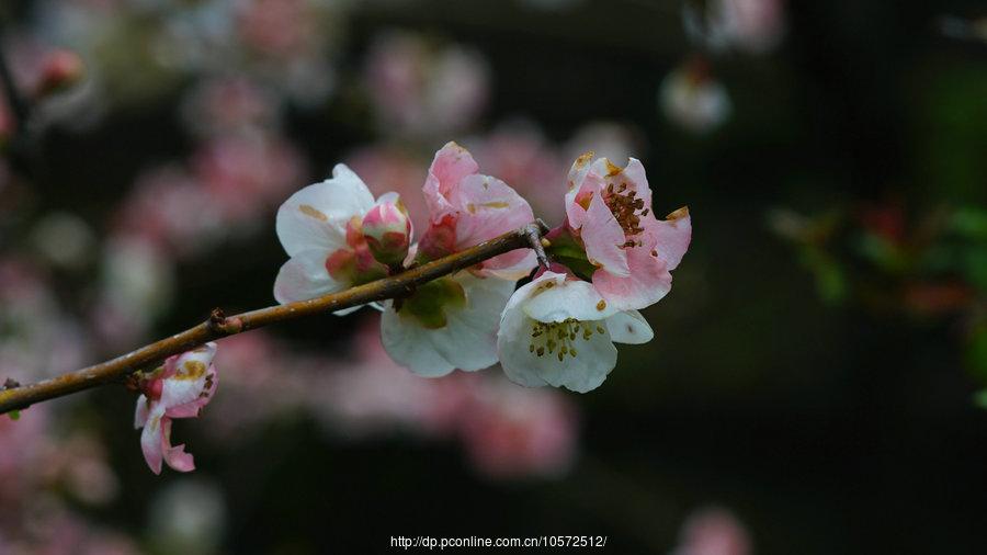 樱花季节走东瀛（4）(21) 第21页