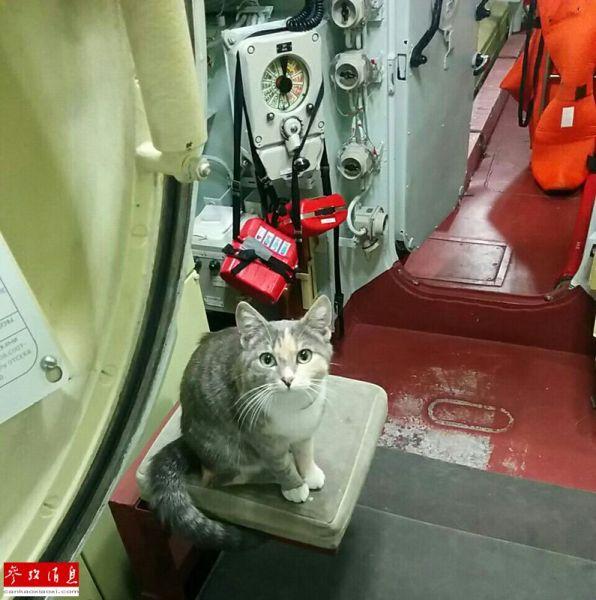 鱼雷由猫发射? 揭秘俄罗斯核潜艇战斗猫 第1页