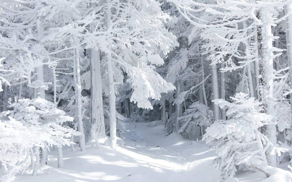 北国唯美白色雪景精美壁纸