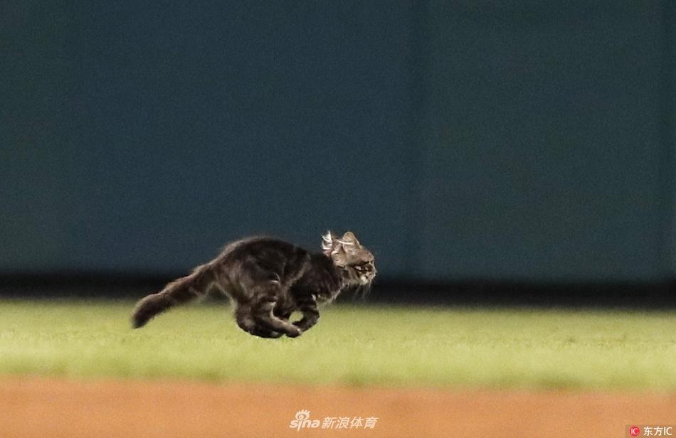 小猫咪勇闯mlb赛场萌趣奔跑终遭工作人员清离