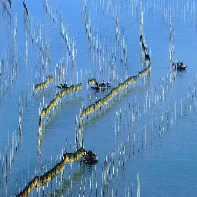 福建霞浦滩涂风情 谱写大海赞美诗(3) 第3页