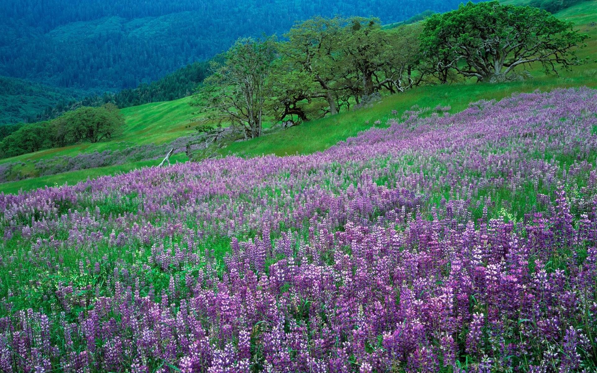 清新绿色护眼山水风景图片桌面壁纸(2) 第2页