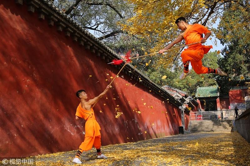 少林寺披"黄金甲" 武术小子银杏树下练武(图) 第1页