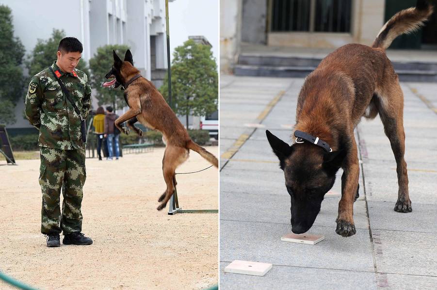 冠军搜救犬，5秒嗅出沾微小血迹的木板 第1页