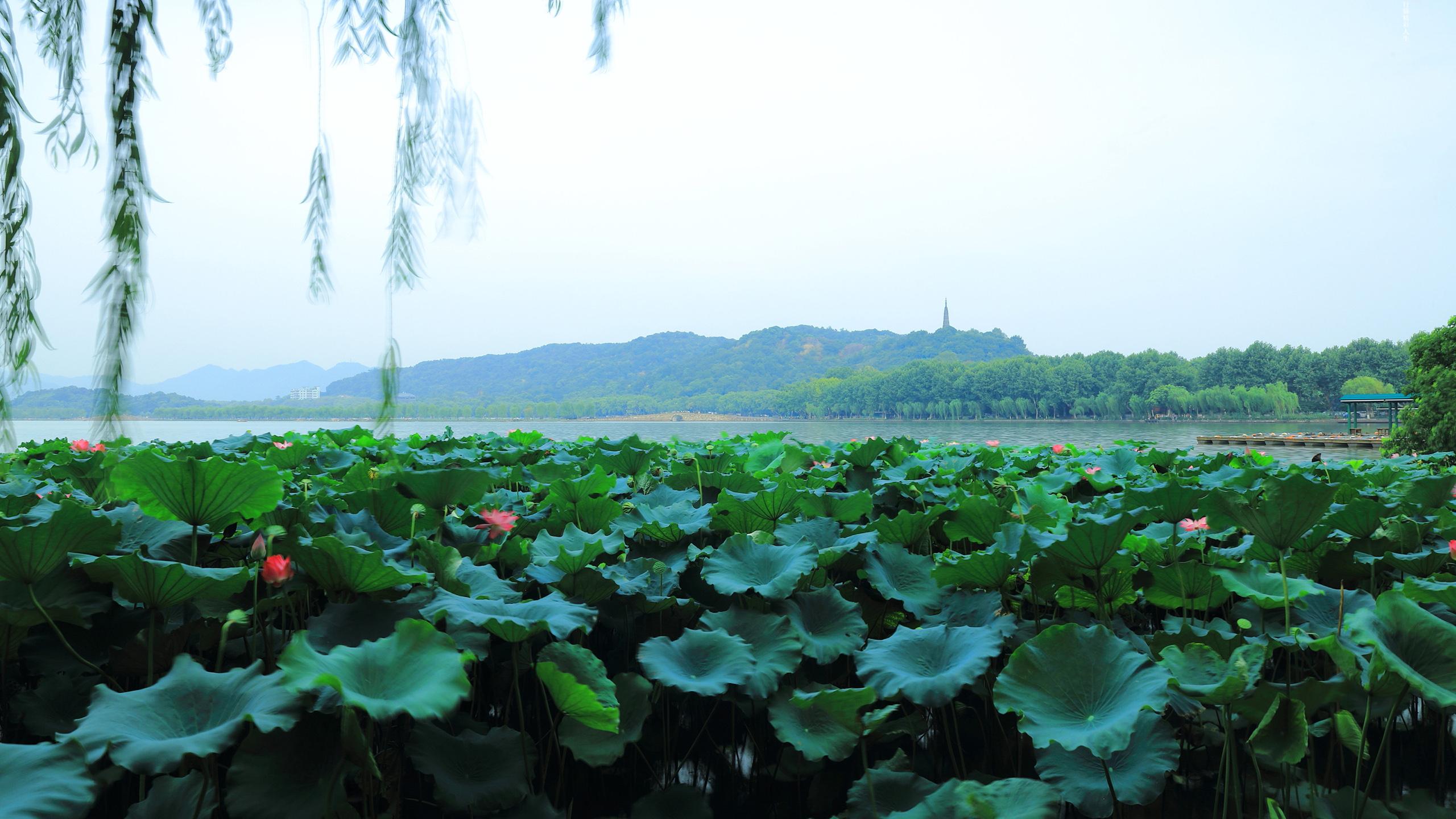 唯美杭州西湖美景摄影电脑壁纸 第1页