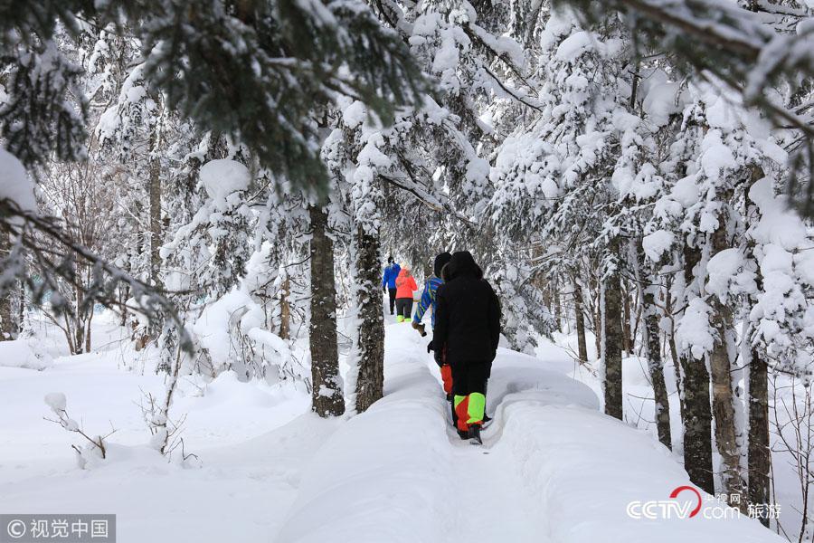 哈尔滨凤凰山森林公园 雾凇树挂装点林海(5) 第5页