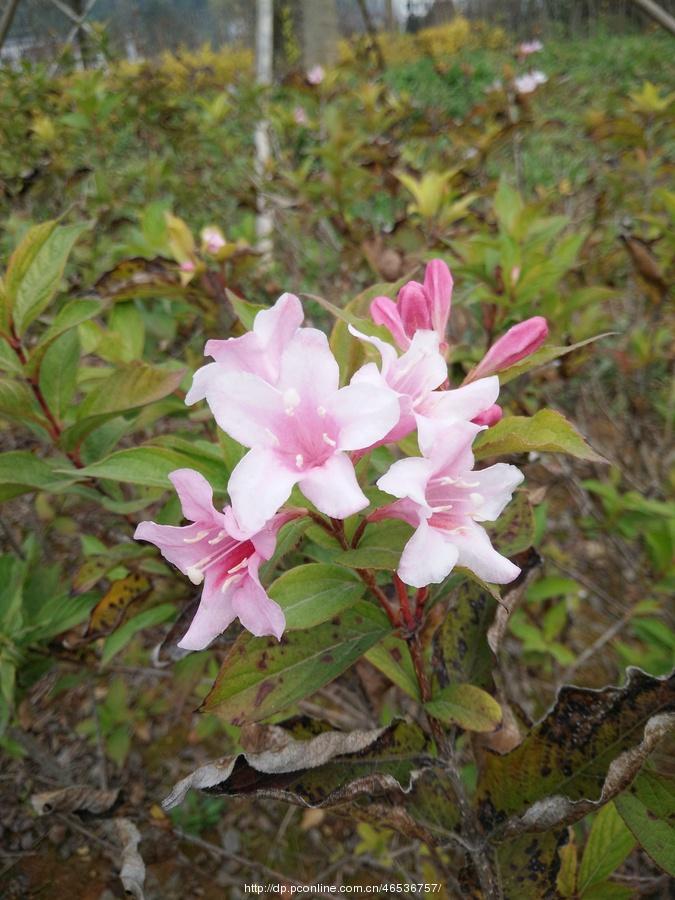 万山区木杉河湿地公园随拍。(11) 第11页