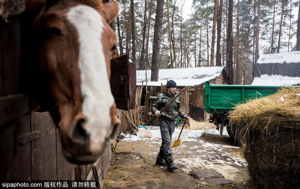 战斗民族的大片影视基地 走进彪悍动物饲养区(4) 第4页