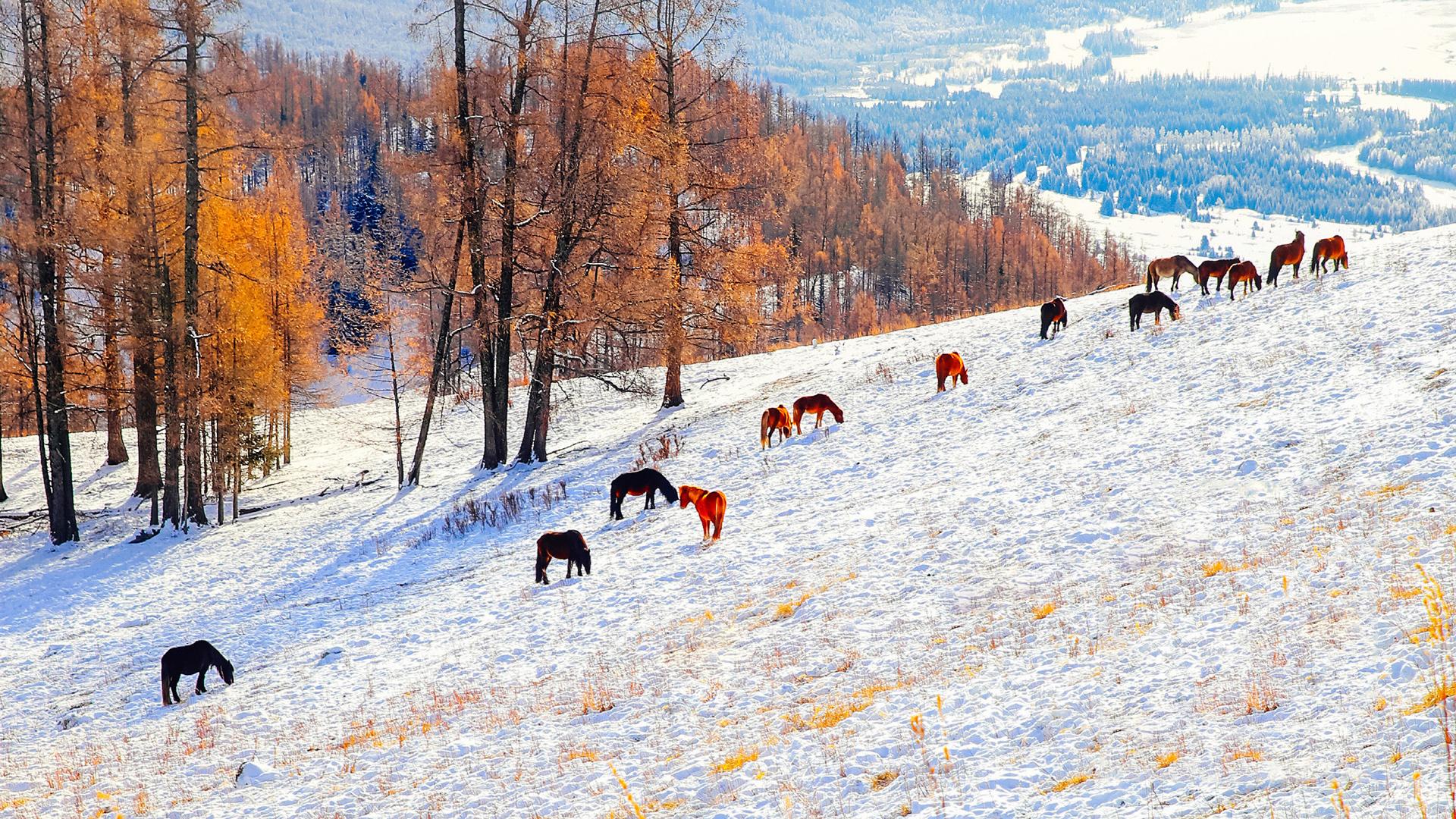 冬季雪景自然风光高清图片桌面壁纸(8) 第8页