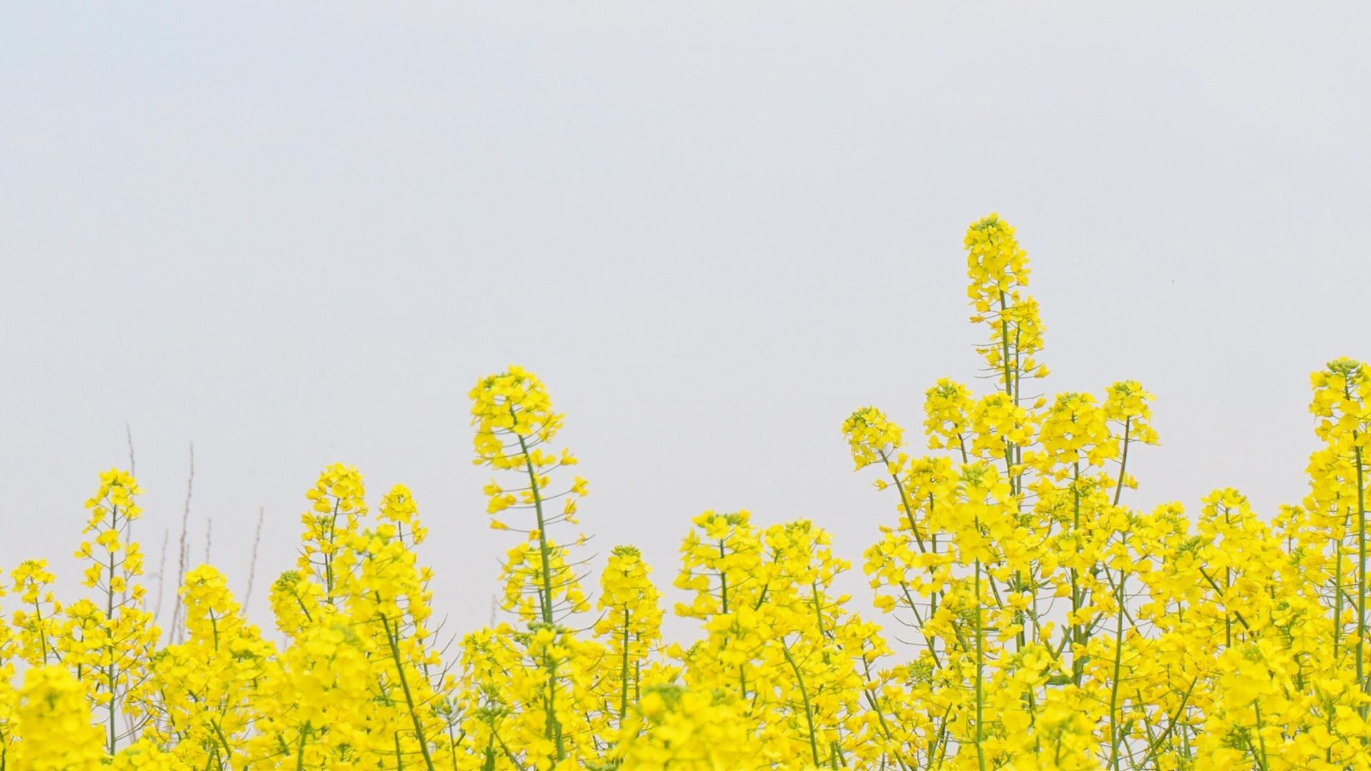 油菜花田园风景高清图片桌面壁纸 第1页