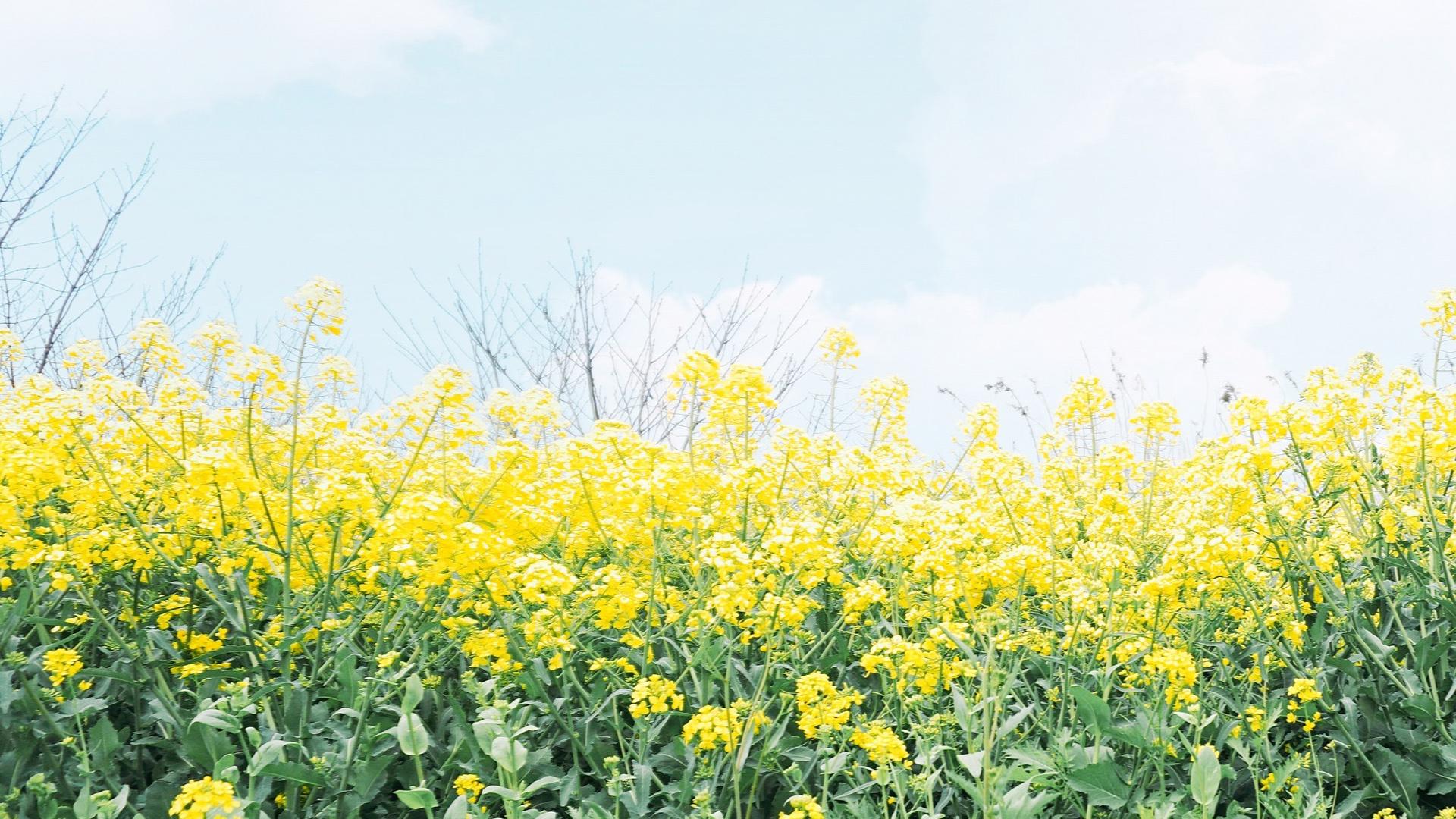 油菜花田园风景高清图片桌面壁纸(2) 第2页