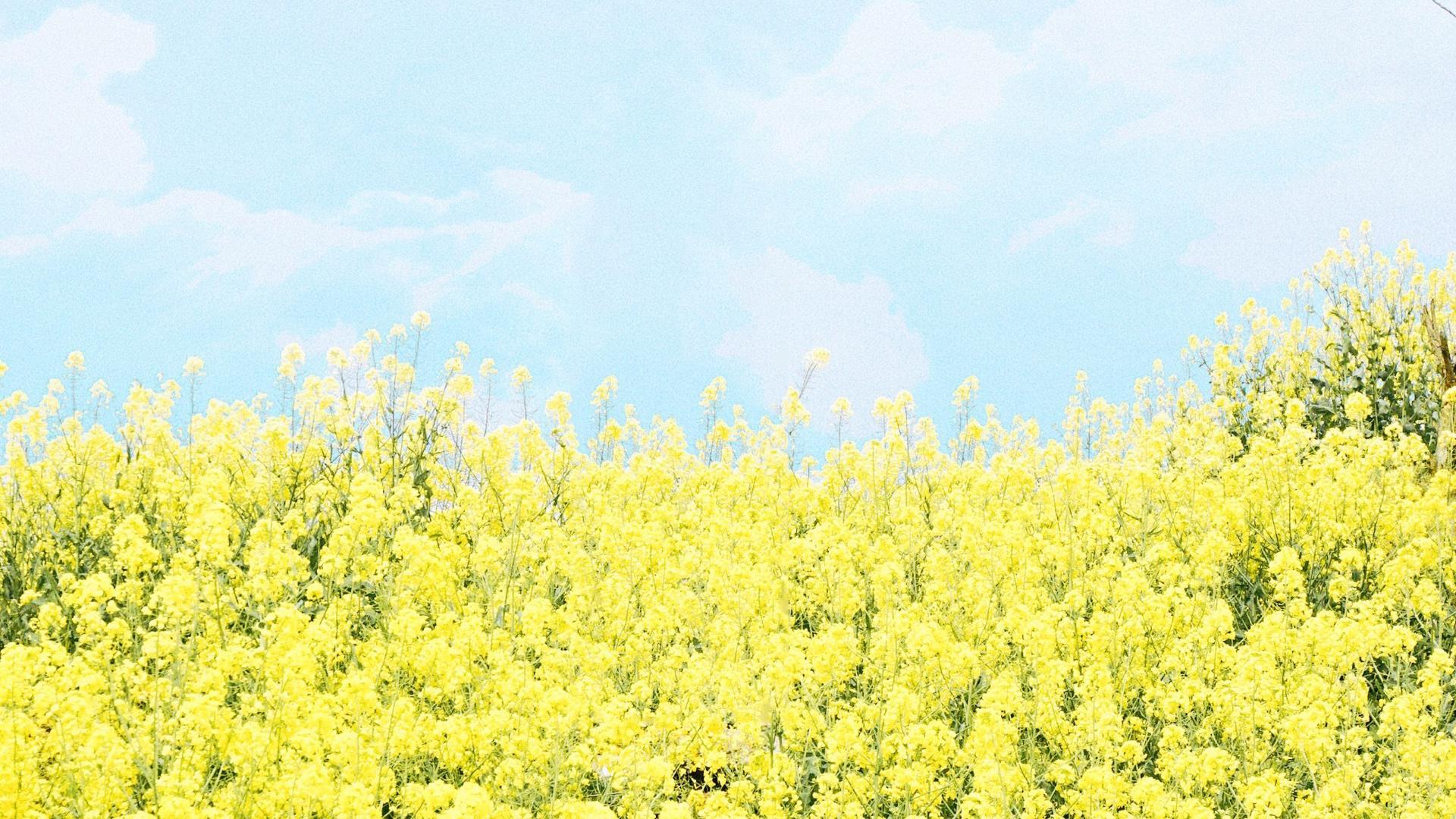 油菜花田园风景高清图片桌面壁纸(4) 第4页