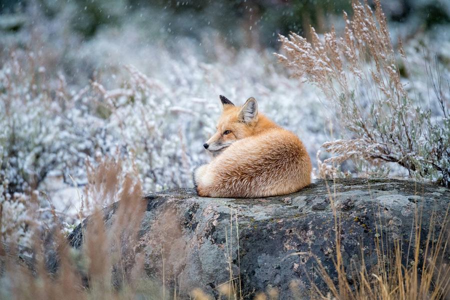 内置1.4X增距镜 尼康180-400mm f/4E TC1.4 VR样片图赏(9) 第9页