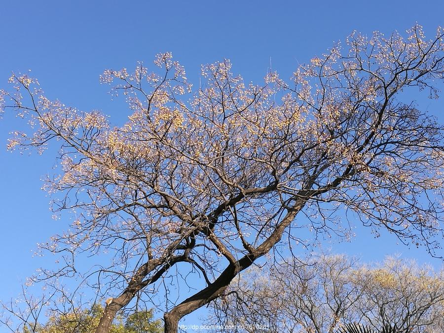 湖岸疏影--神州行之四十四(2) 第2页