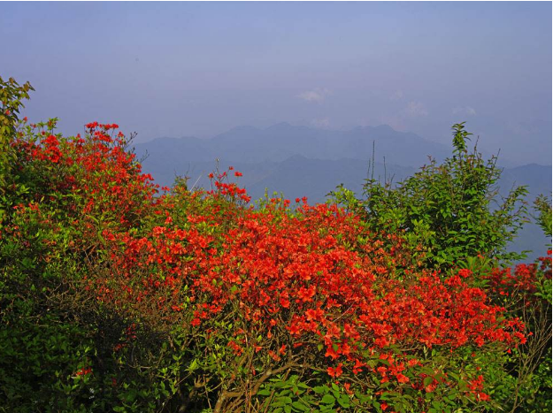 山丹丹开花红艳艳风景图片(11) 第11页