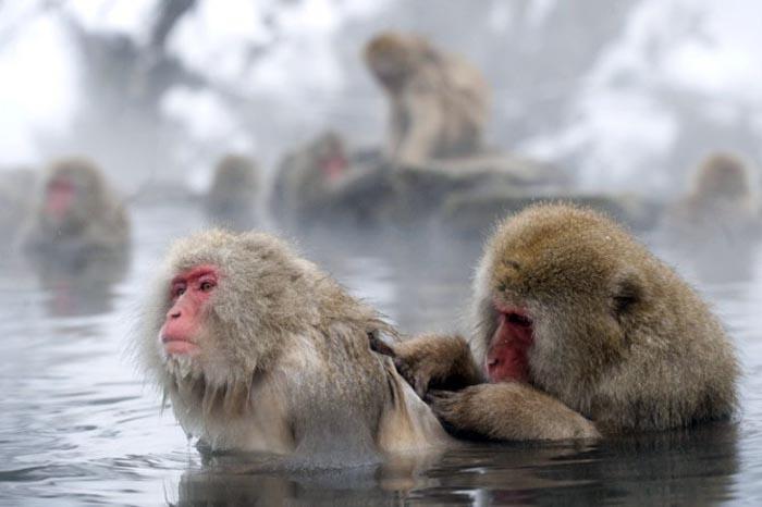 在日本地狱谷 竟有一群爱泡温泉的雪猴 第1页
