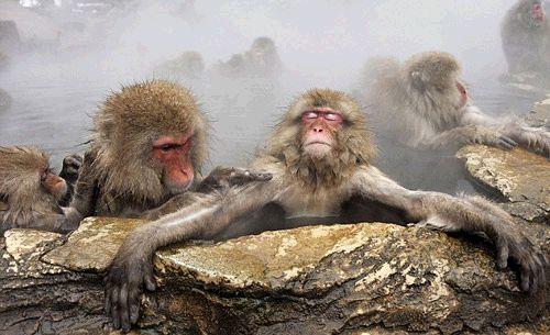 在日本地狱谷 竟有一群爱泡温泉的雪猴(2) 第2页