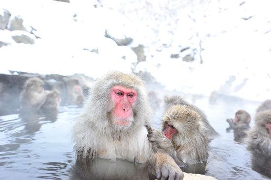 在日本地狱谷 竟有一群爱泡温泉的雪猴(4) 第4页