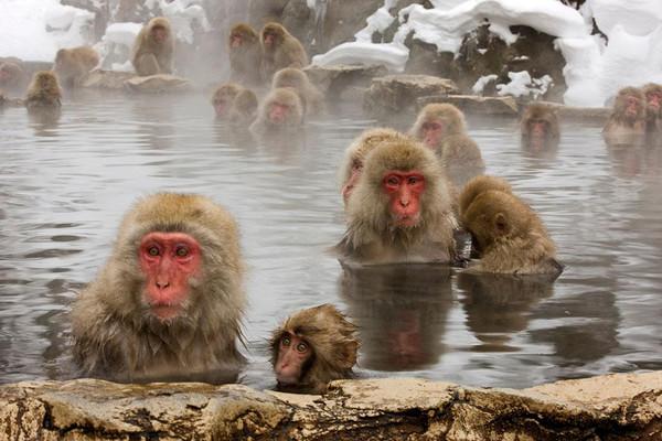 在日本地狱谷 竟有一群爱泡温泉的雪猴(5) 第5页