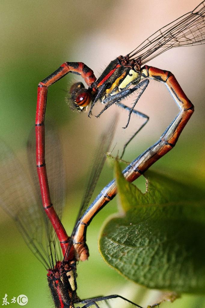 动物界奇特的亲密镜头，蜻蜓造型最优美，豹子最搞笑！ 第1页