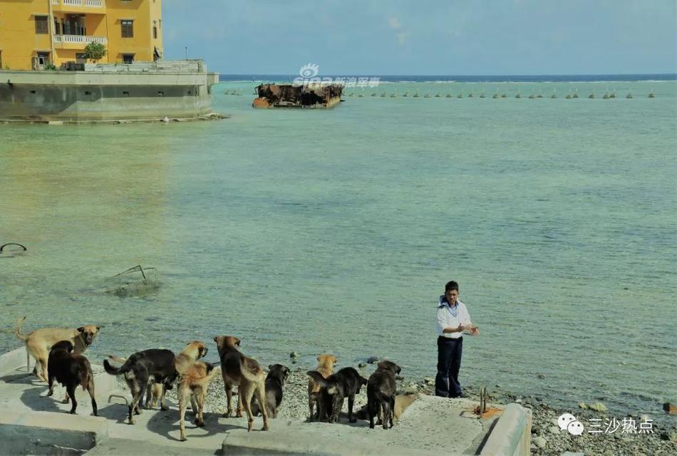 一群败军之犬！越军占我岛礁与流浪狗为伴相处和谐 第1页