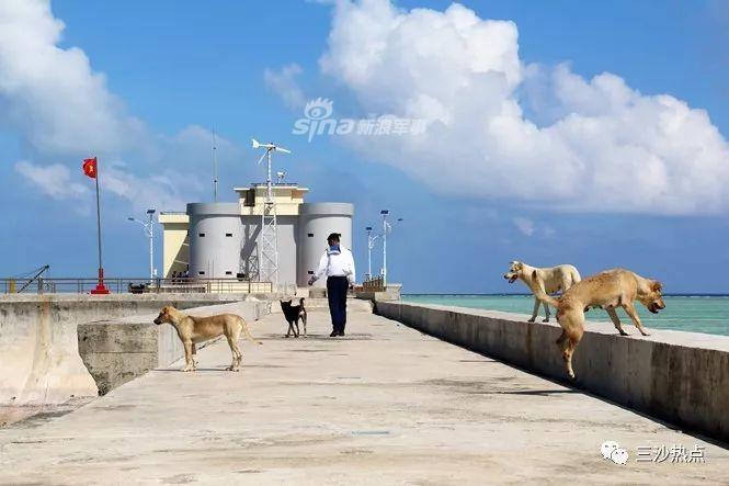 一群败军之犬！越军占我岛礁与流浪狗为伴相处和谐(8) 第8页