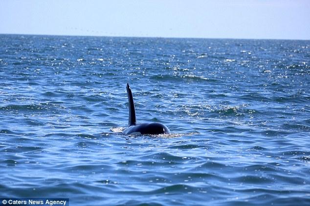 镜头记录两只虎鲸轮番攻击海豚 海豚死状十分凄惨 第1页