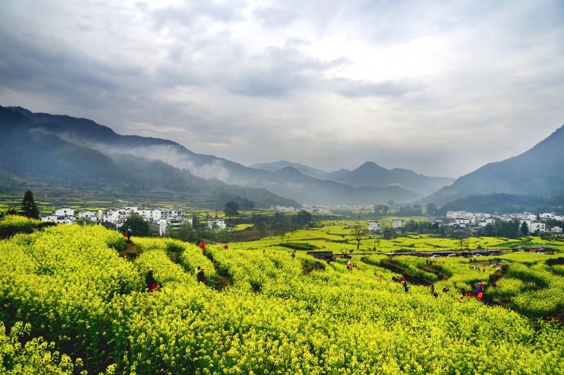 江西婺源油菜花风景图片