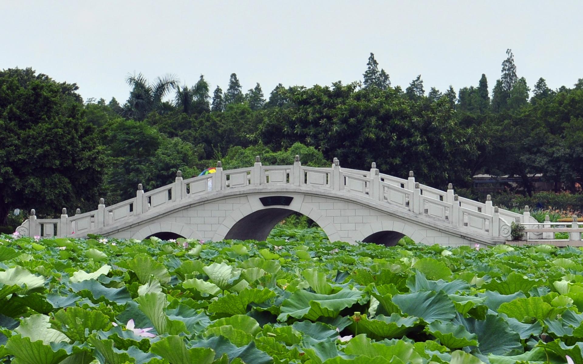 佛山三水荷花世界风景图片桌面壁纸