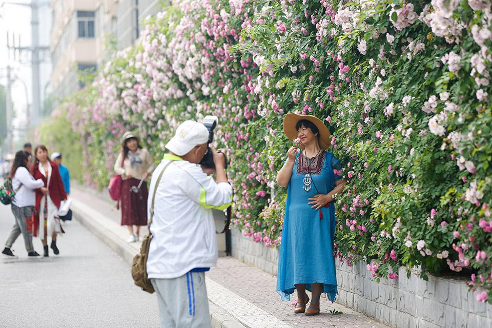 西安最美"网红墙"蔷薇花开惹人醉 延绵约400米游人如织