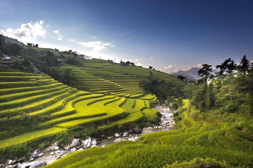 层叠的绿色梯田风景图片