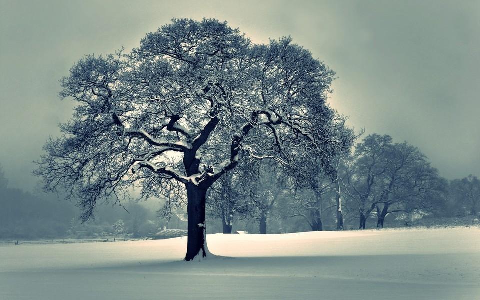 冬季天空雪地树木风景高清壁纸
